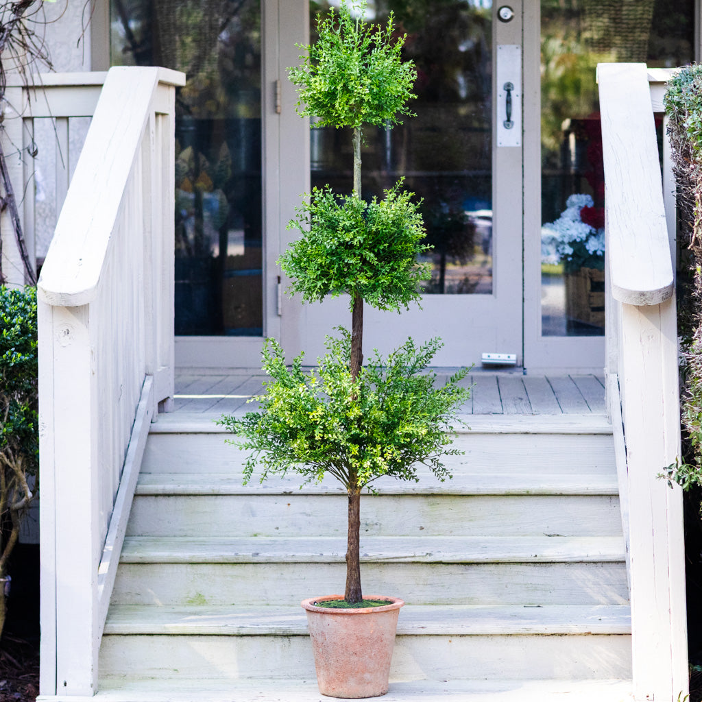 Myrtle Triple Ball Topiary