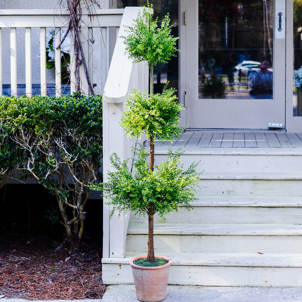 Myrtle Triple Ball Topiary