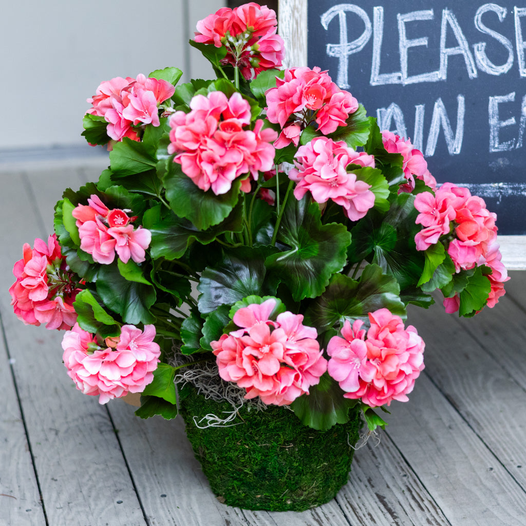Salmon Geranium Moss Pot Drop In