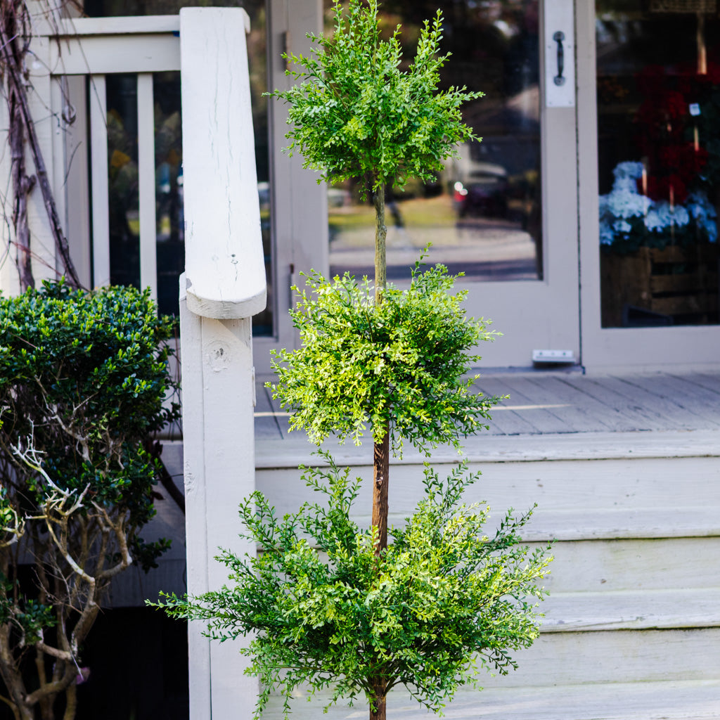 Myrtle Triple Ball Topiary