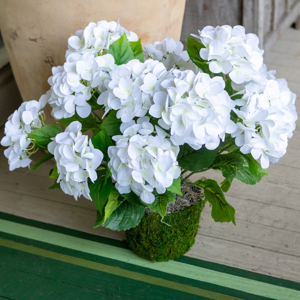 Triple White Hydrangea Plant Drop In