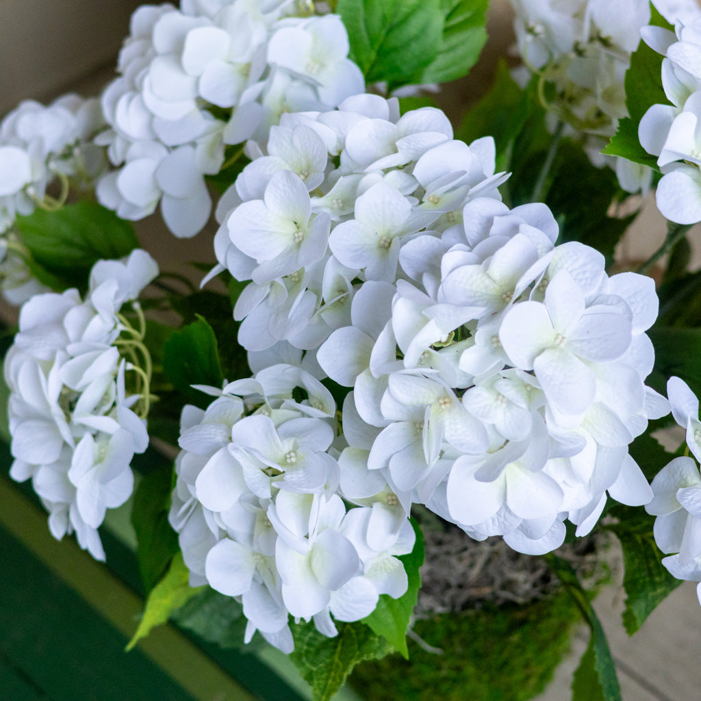 Triple White Hydrangea Plant Drop In