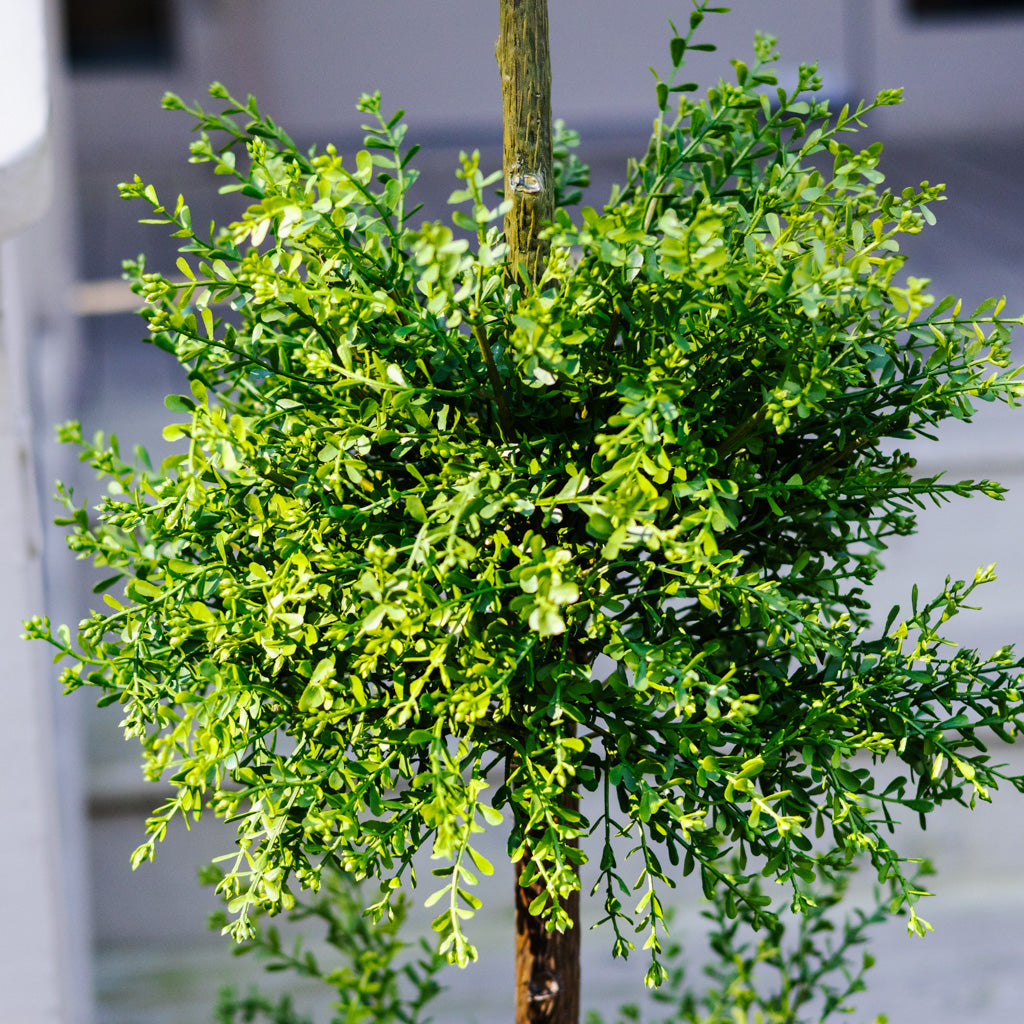 Myrtle Triple Ball Topiary