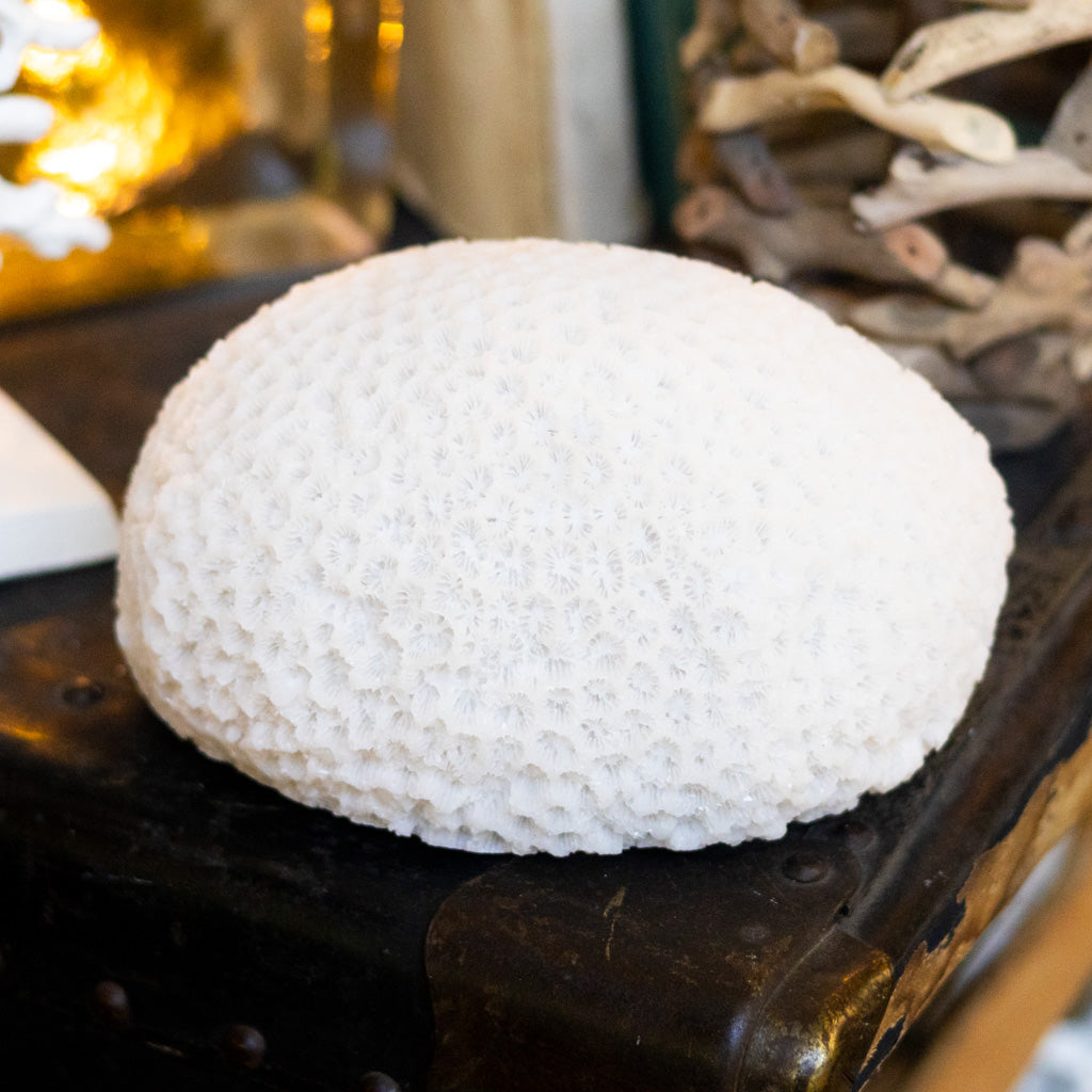 Resin LED Indoor/Outdoor Coral Shaped White Lamp