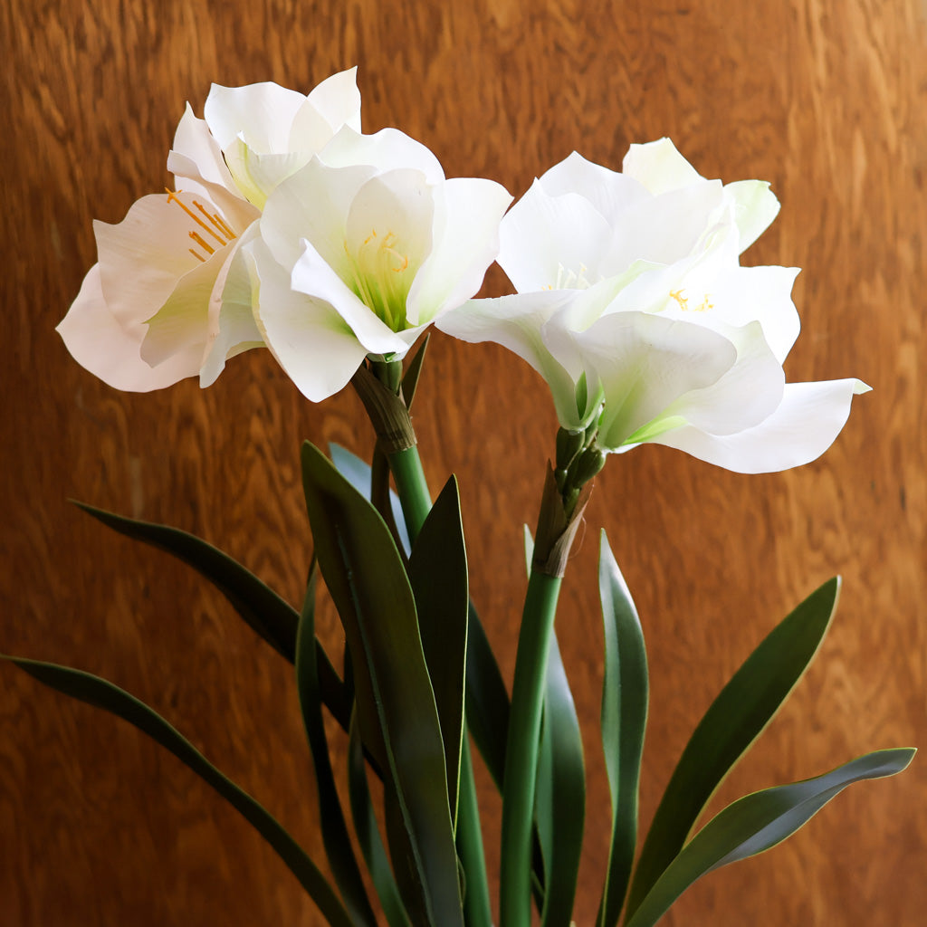 Amaryllis White Double in Moss Pot