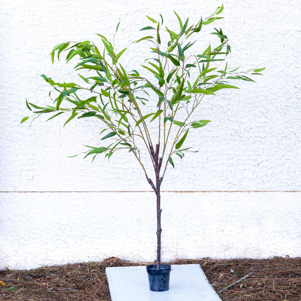 70" Eucalyptus Tree in Pot