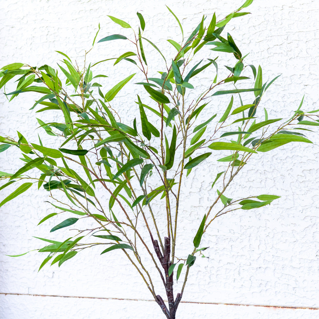 70" Eucalyptus Tree in Pot