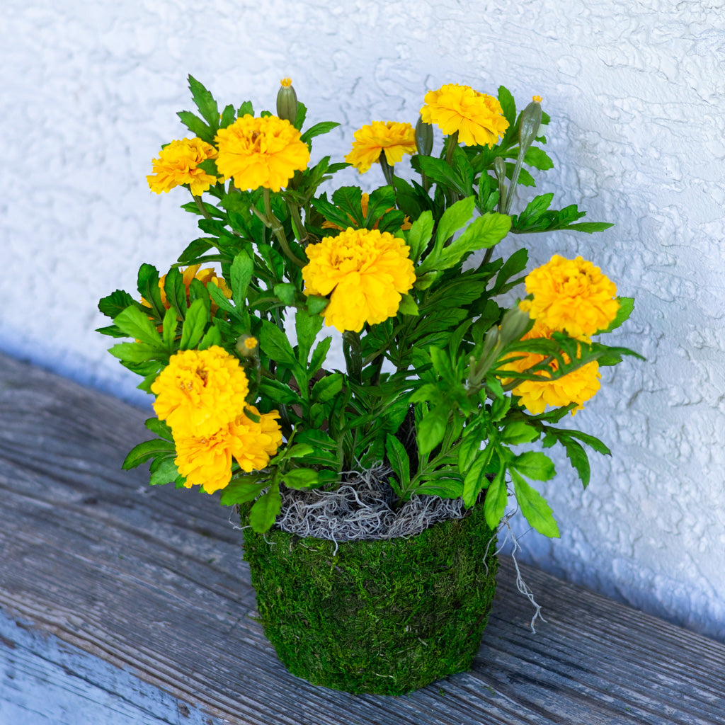 Double Marigold in Moss Pot