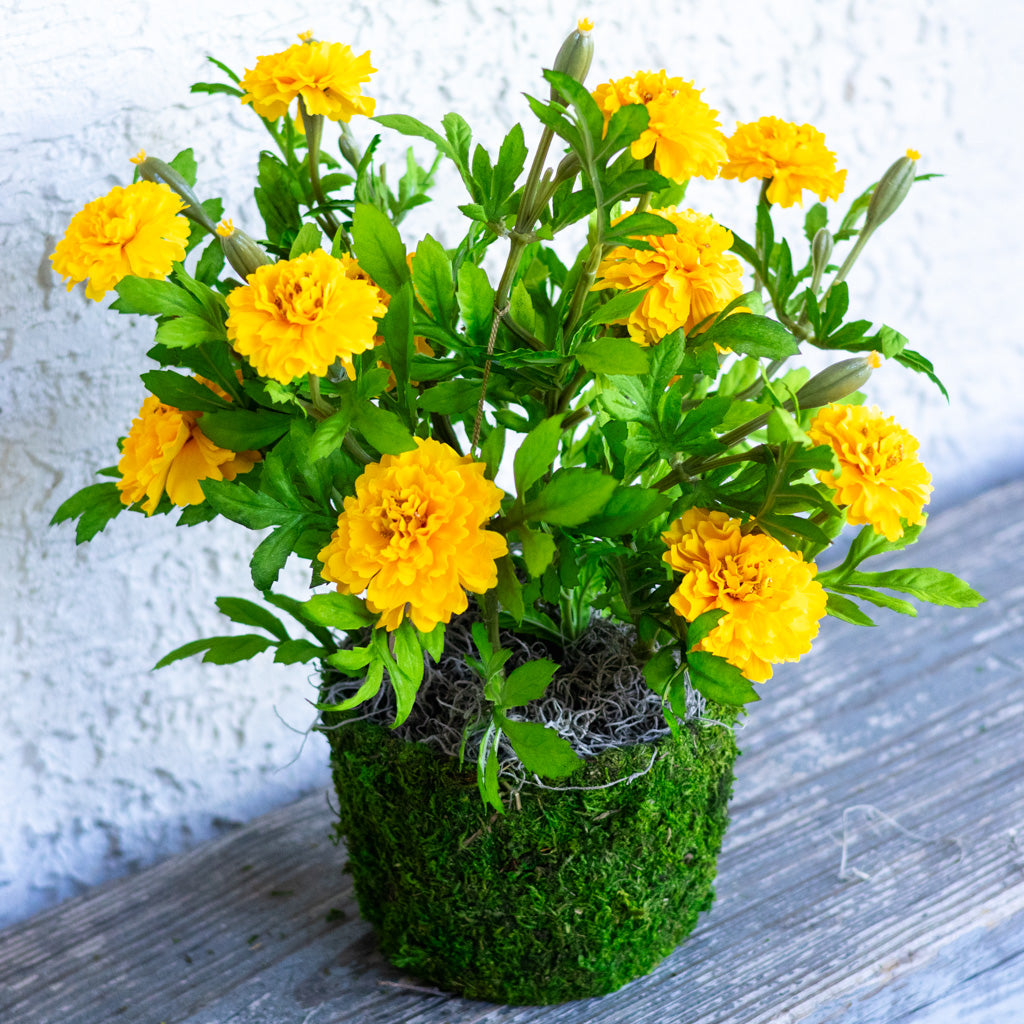 Double Marigold in Moss Pot