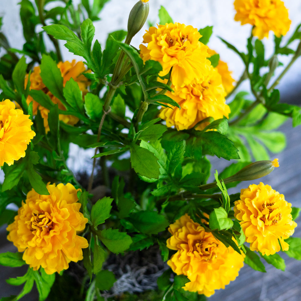 Double Marigold in Moss Pot