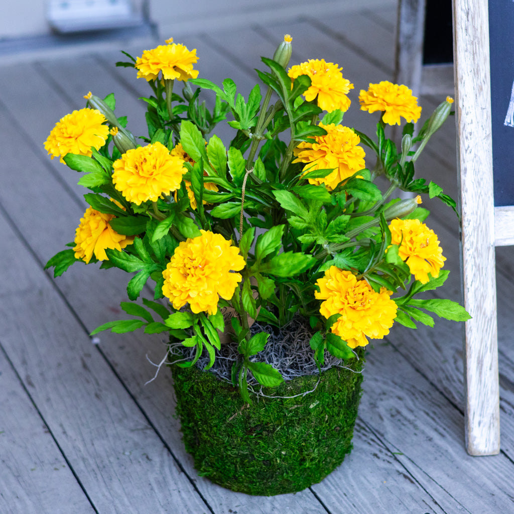 Double Marigold in Moss Pot