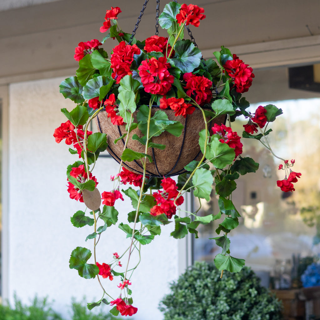 Hanging Red Geranium Hanging Basket UV Protection