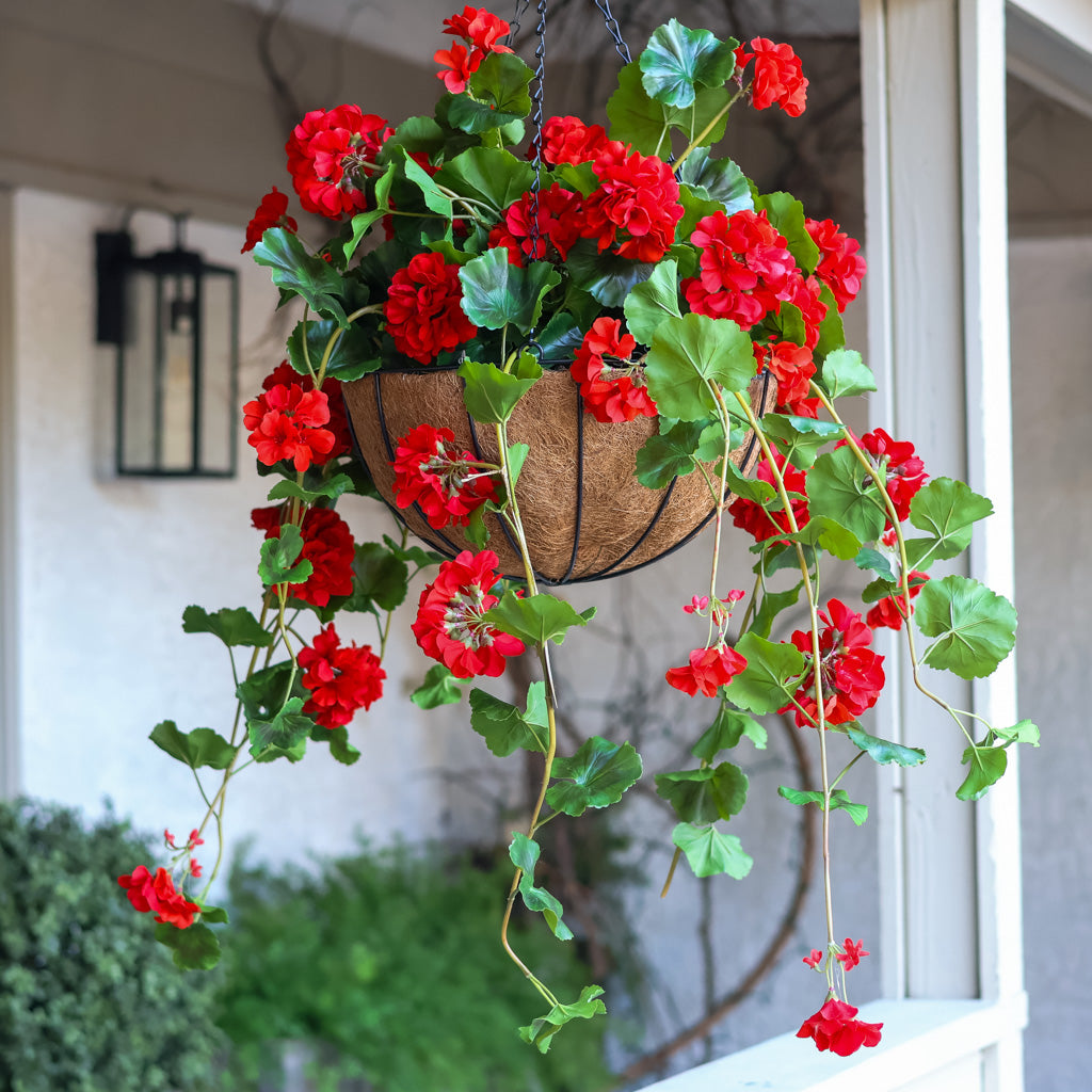 Hanging Red Geranium Hanging Basket UV Protection