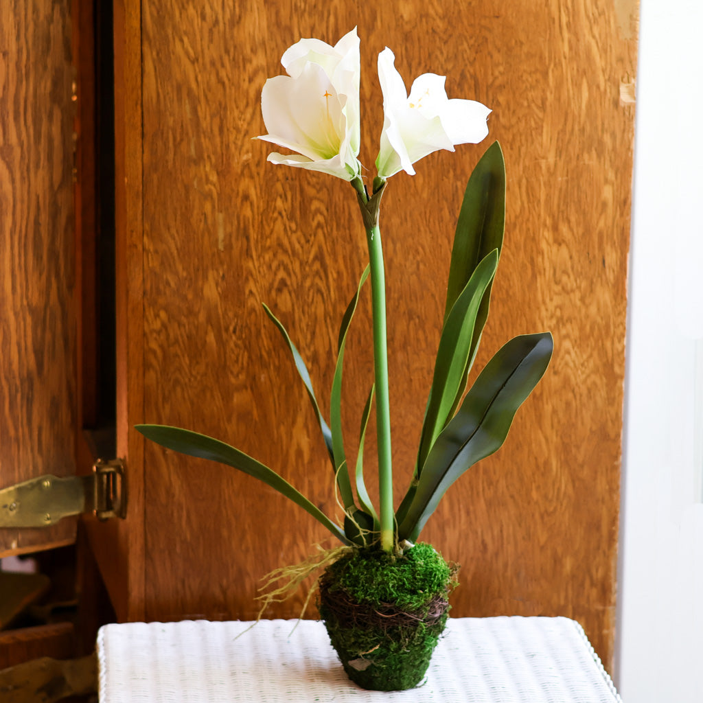 Amaryllis White Single Drop In