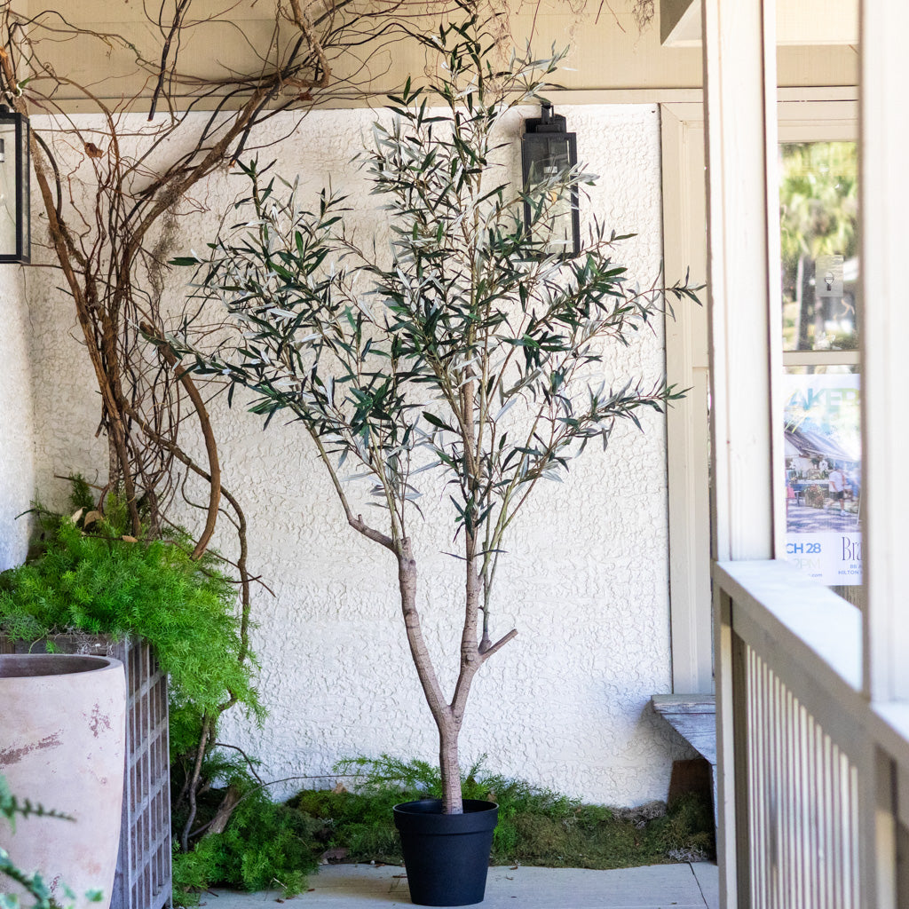 94" Olive Leaf Tree in Pot