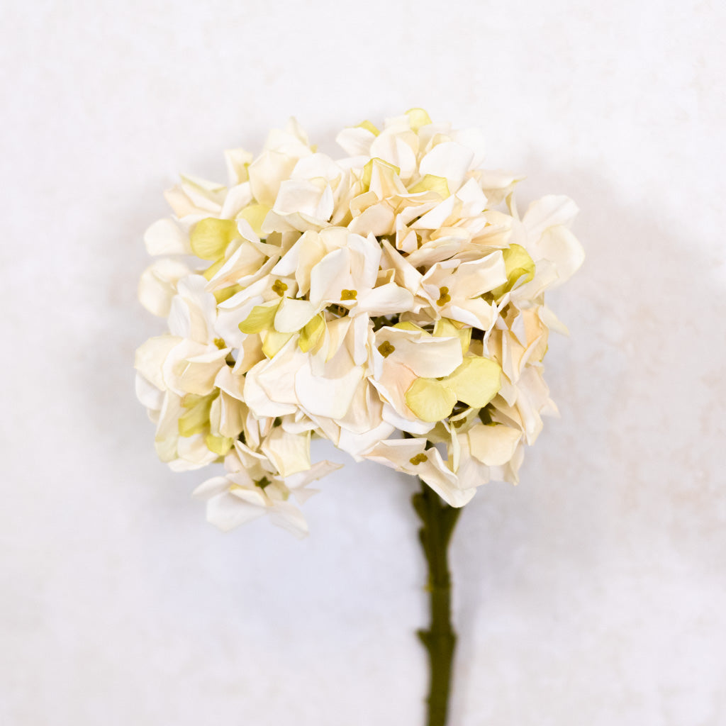 Cream Hydrangea Stem