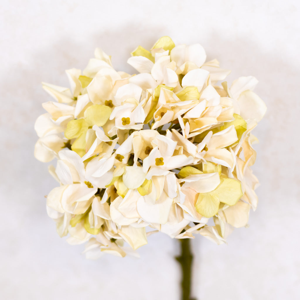 Cream Hydrangea Stem