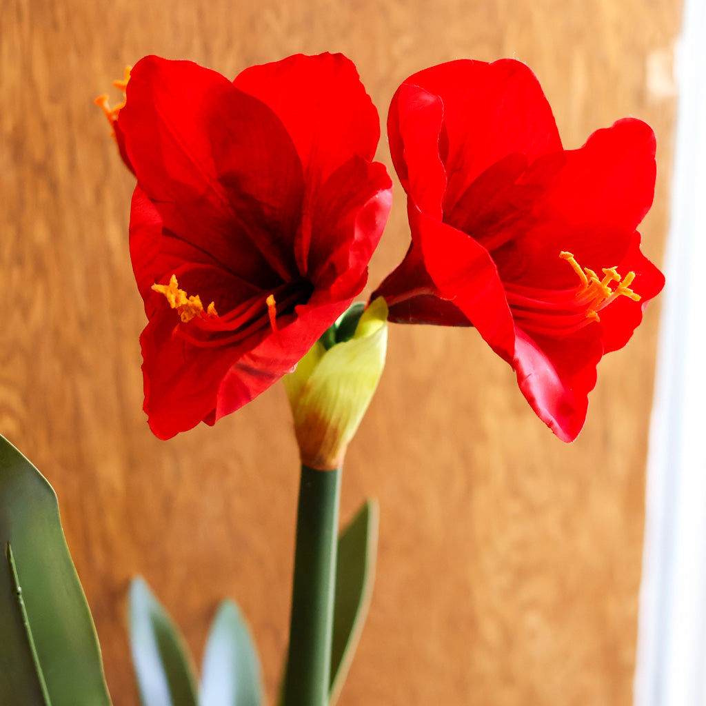 Amaryllis Red Single Drop In
