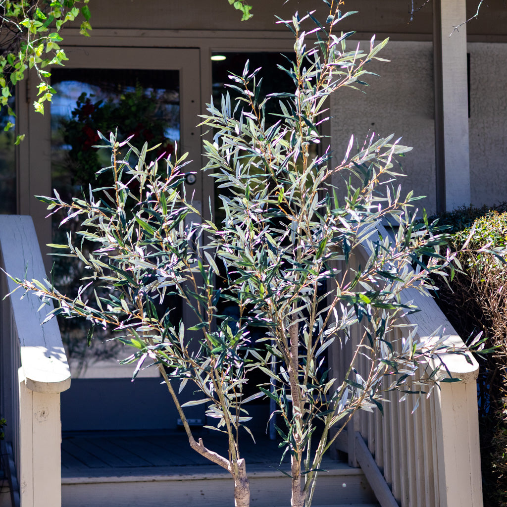 94" Olive Leaf Tree in Pot