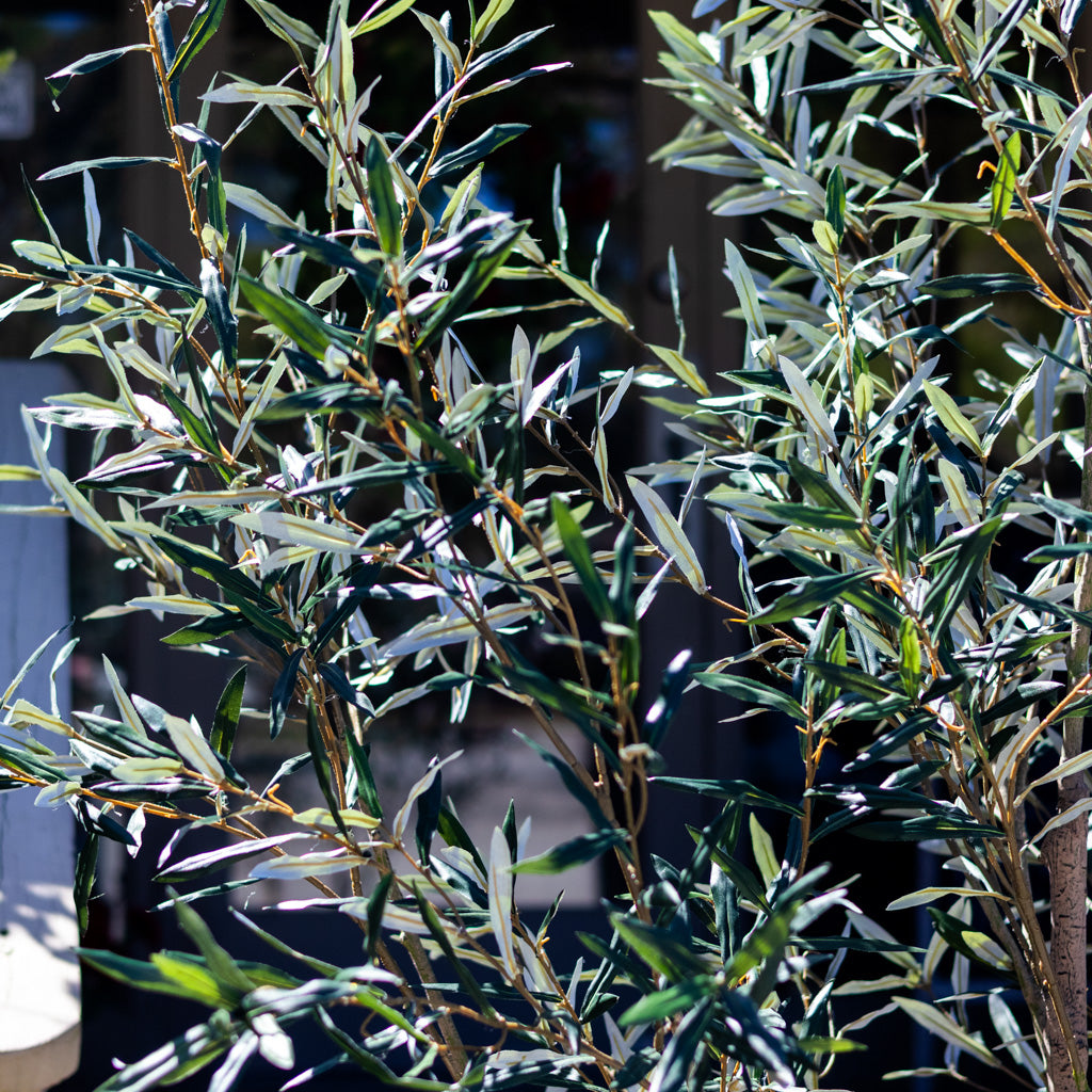 94" Olive Leaf Tree in Pot