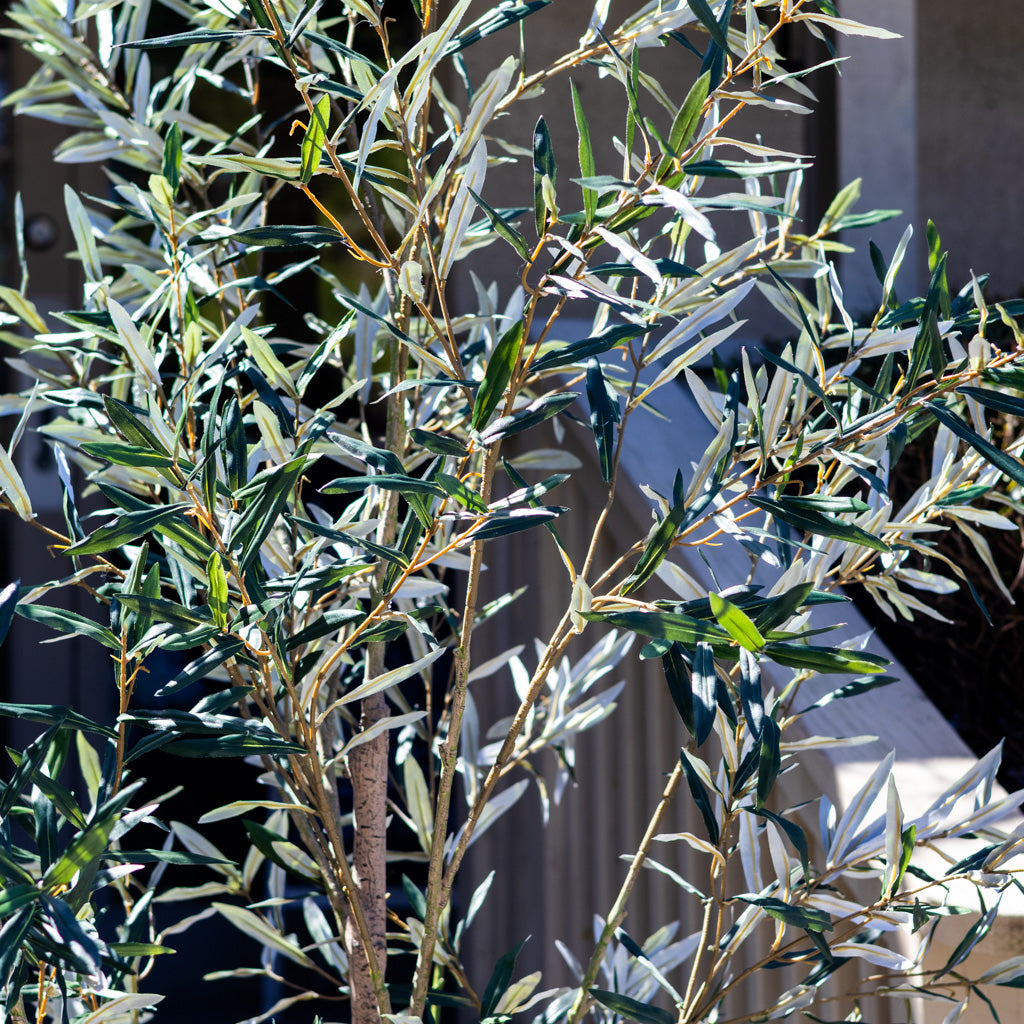 94" Olive Leaf Tree in Pot