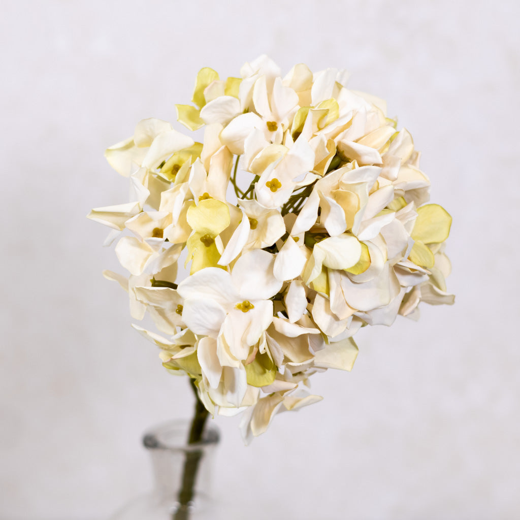 Cream Hydrangea Stem