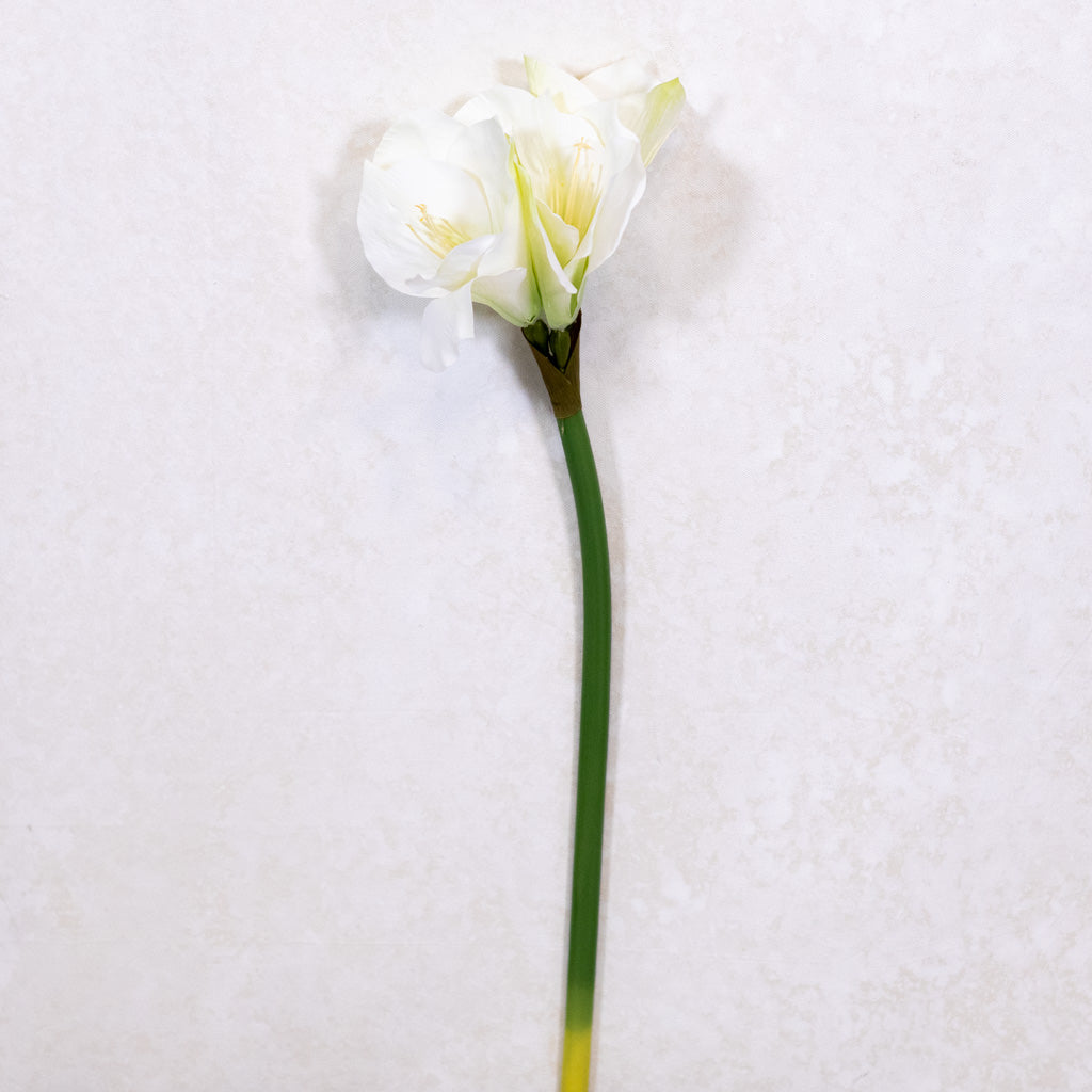 White Amaryllis Stem with Two Blooms and Bud