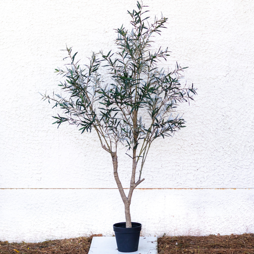 94" Olive Leaf Tree in Pot