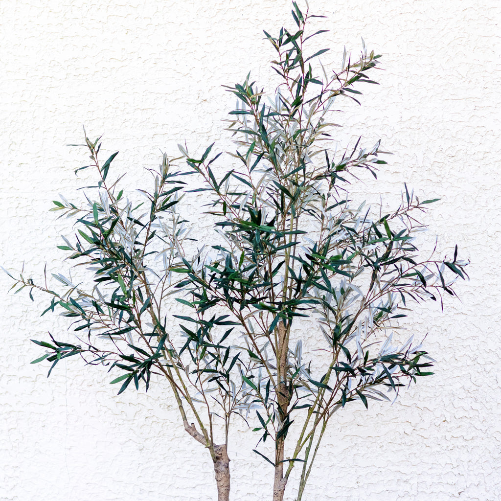 94" Olive Leaf Tree in Pot