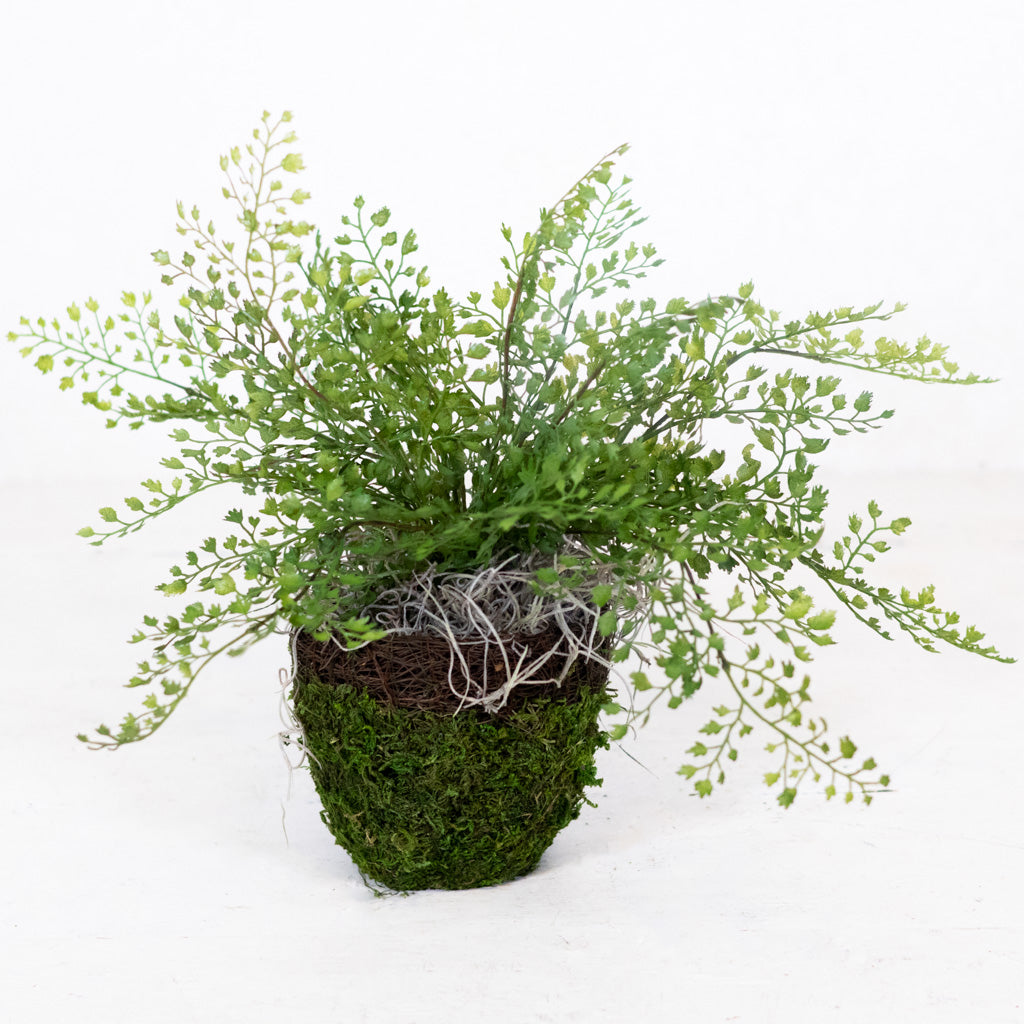 Mini Maidenhair Drop In