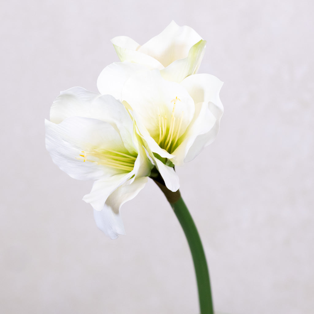 White Amaryllis Stem with Two Blooms and Bud
