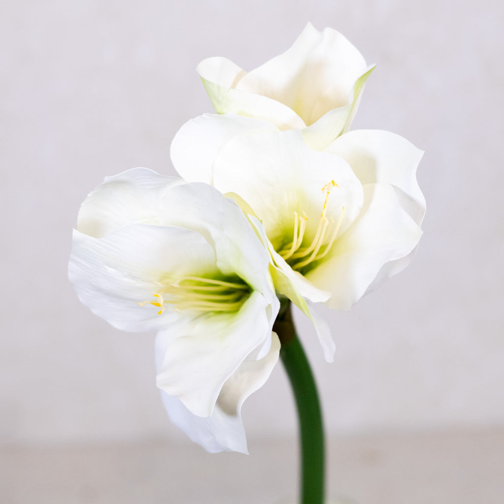 White Amaryllis Stem with Two Blooms and Bud