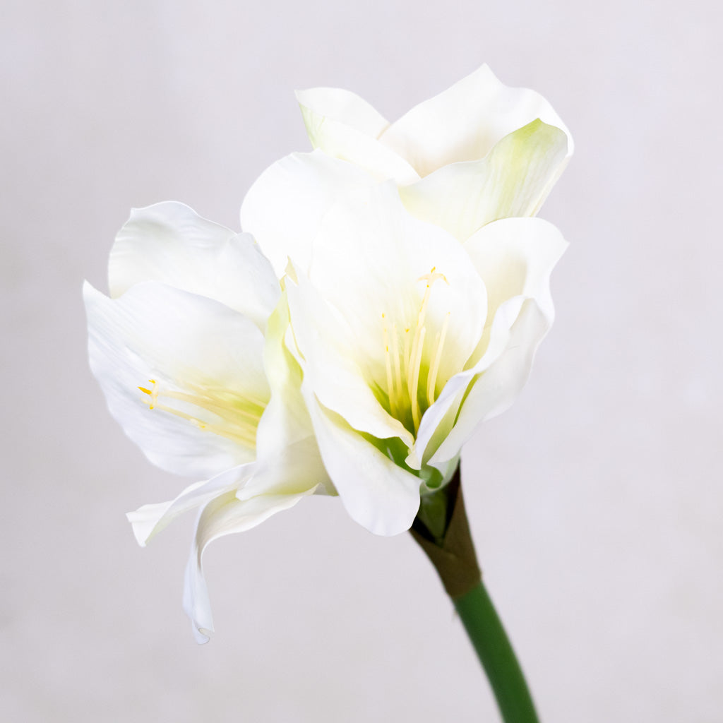 White Amaryllis Stem with Two Blooms and Bud