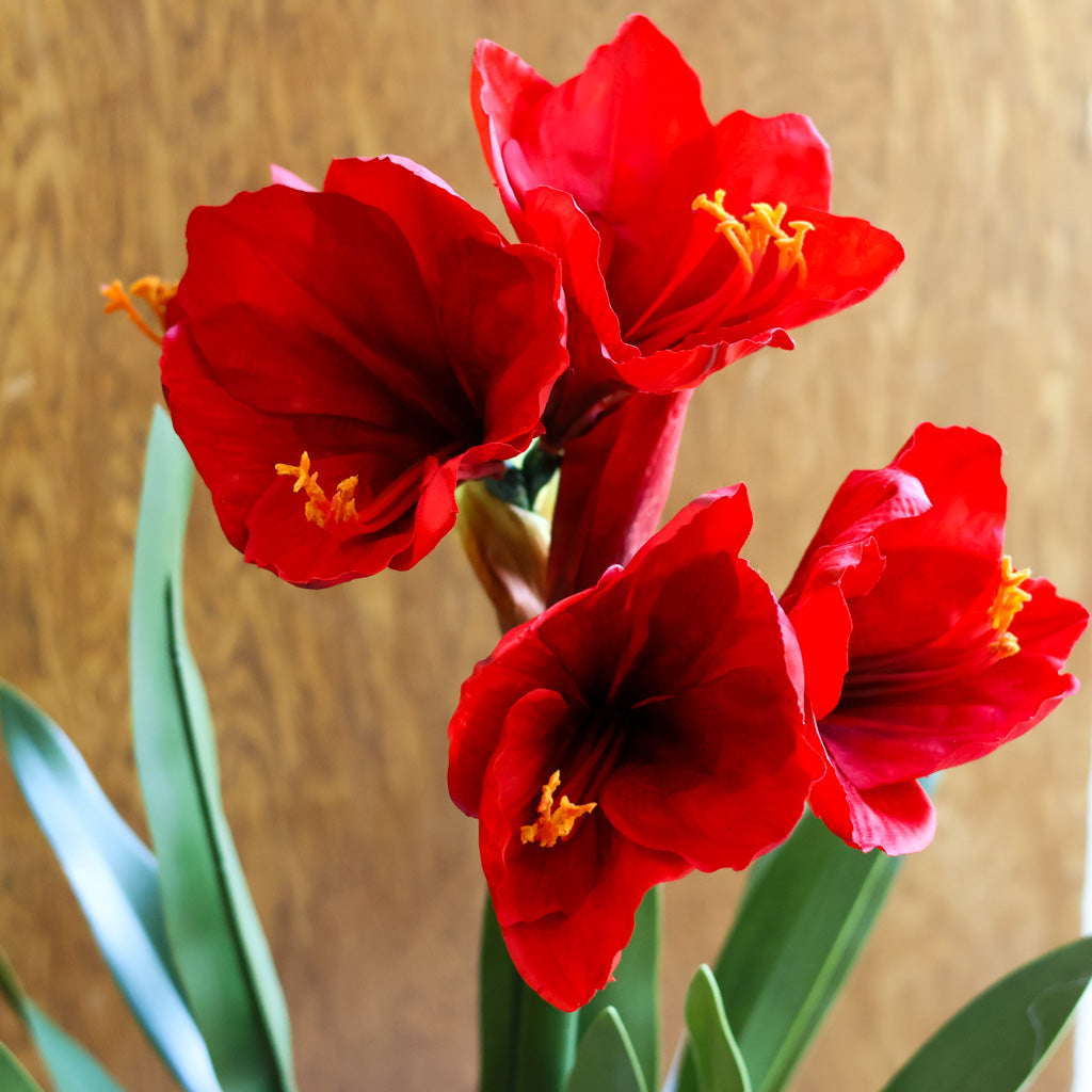 Amaryllis Red Double Drop In