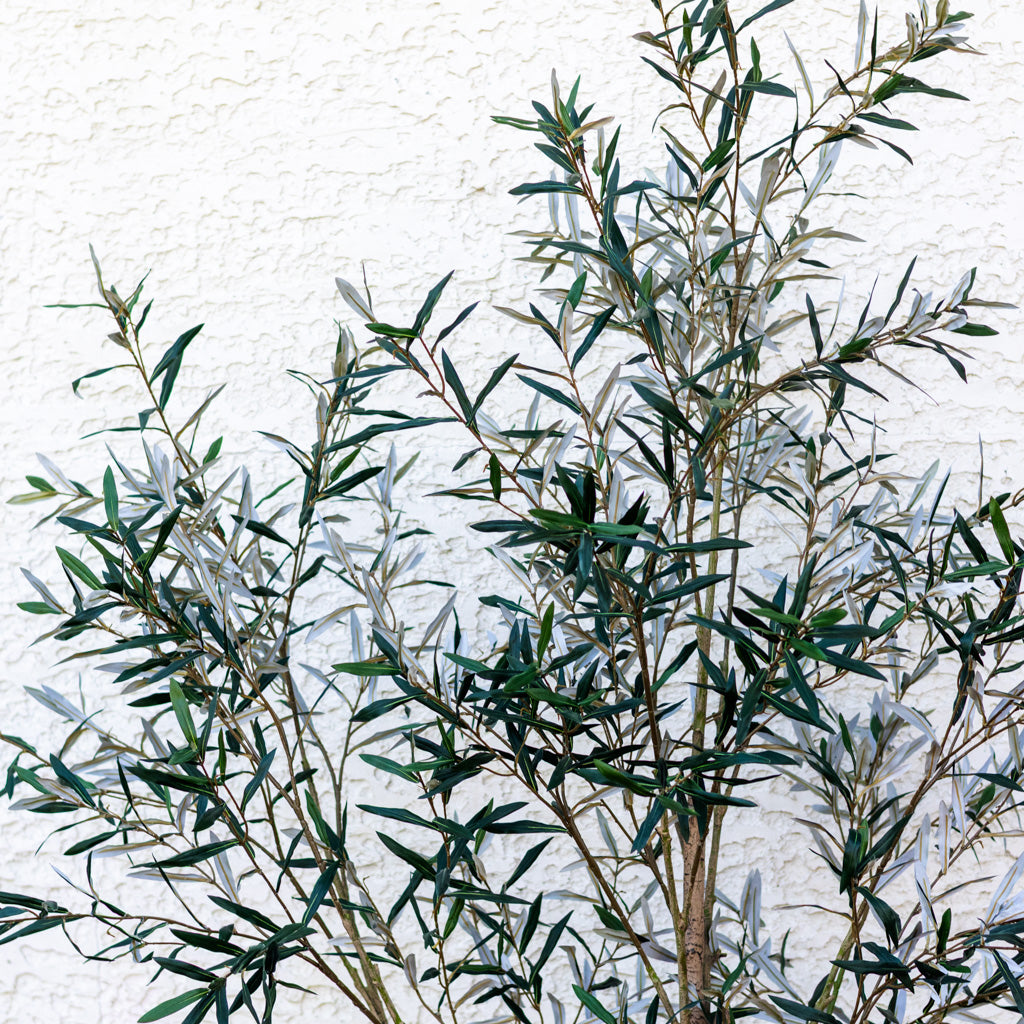 94" Olive Leaf Tree in Pot