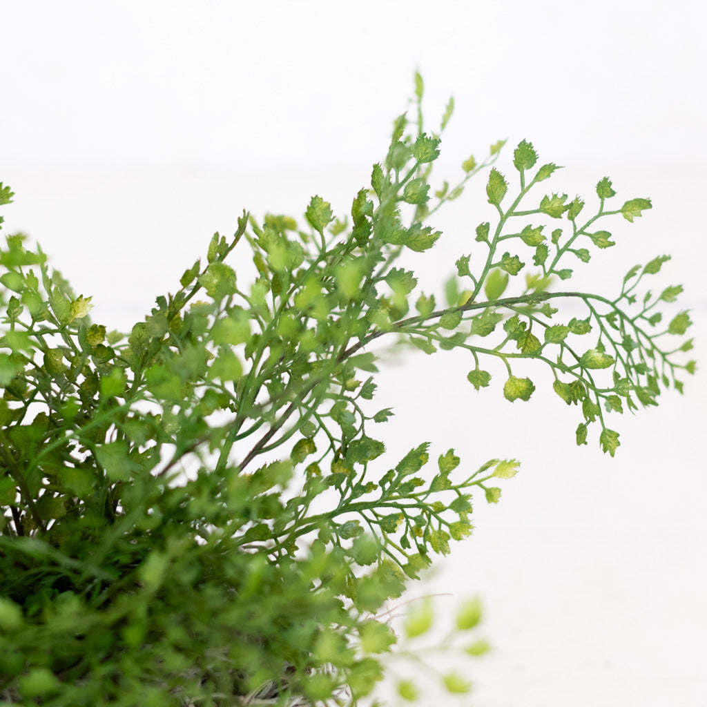Mini Maidenhair Drop In