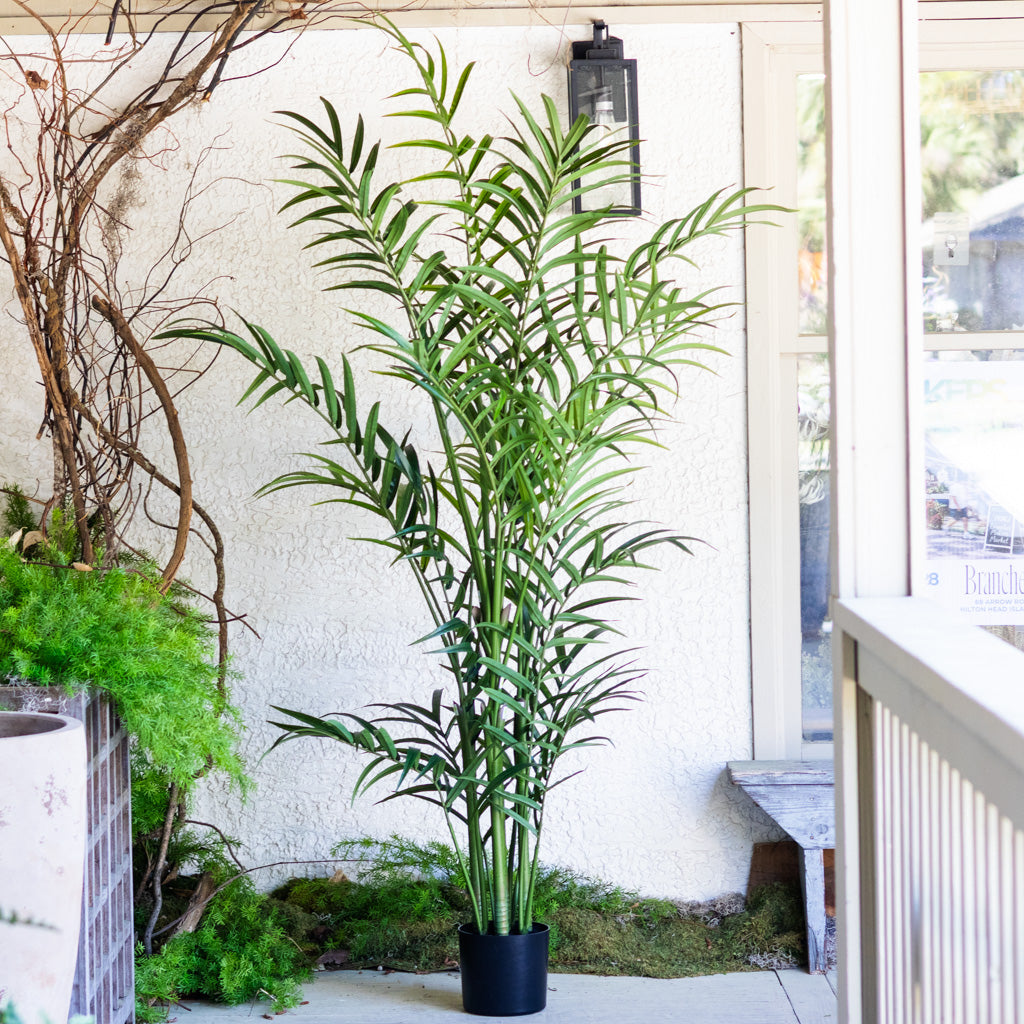 82.5" Kentia Palm Tree in Pot