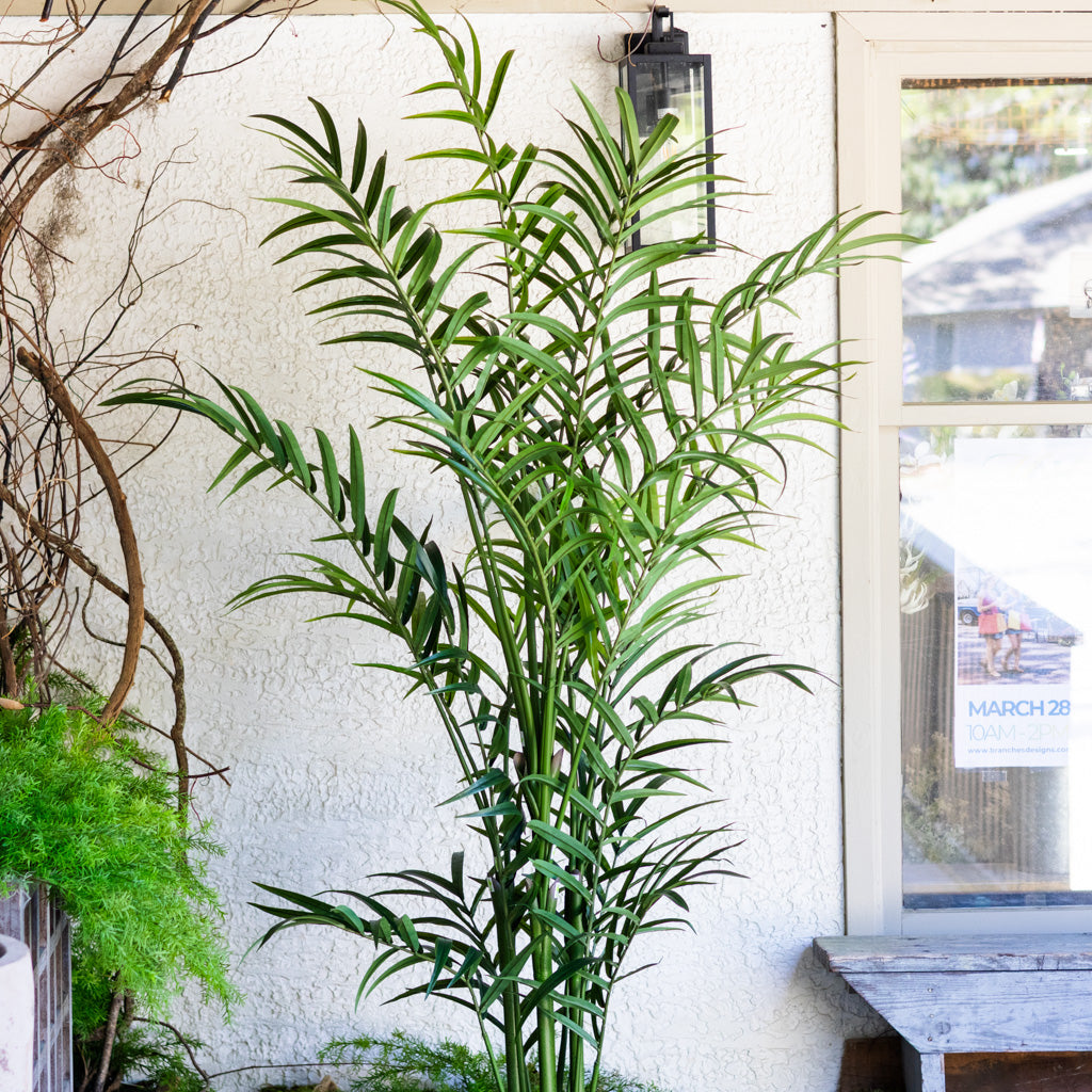 82.5" Kentia Palm Tree in Pot