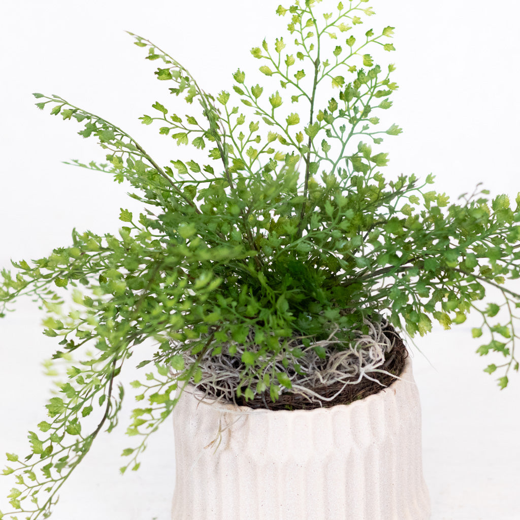 Mini Maidenhair Drop In