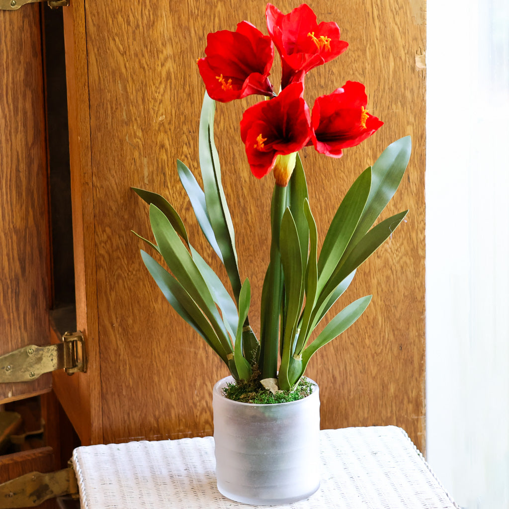 Amaryllis Red Double Drop In