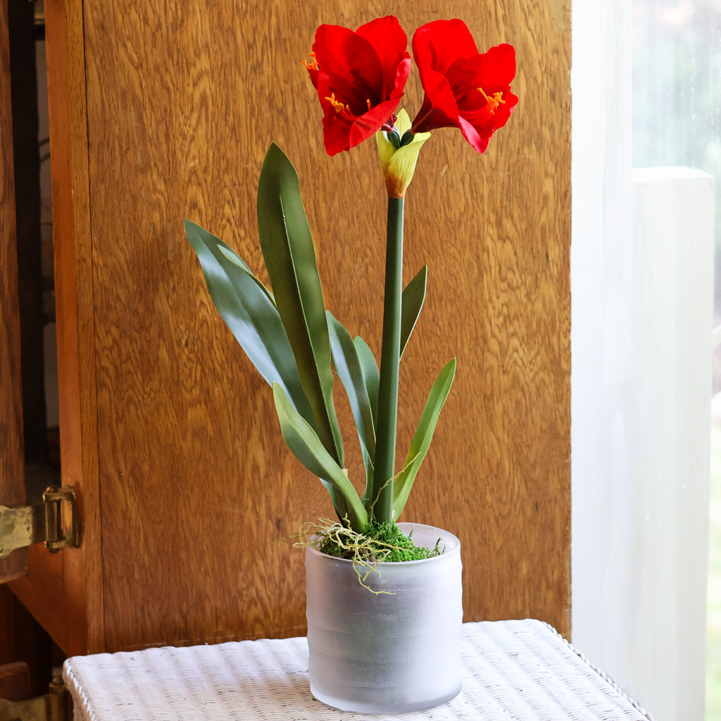 Amaryllis Red Single Drop In
