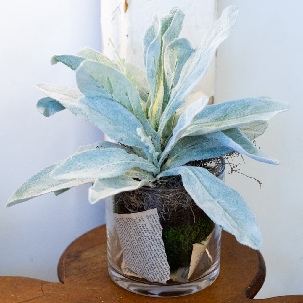 Lambs Ear in Moss Pot Drop In