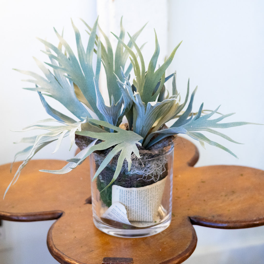 Staghorn Fern Plant Drop In