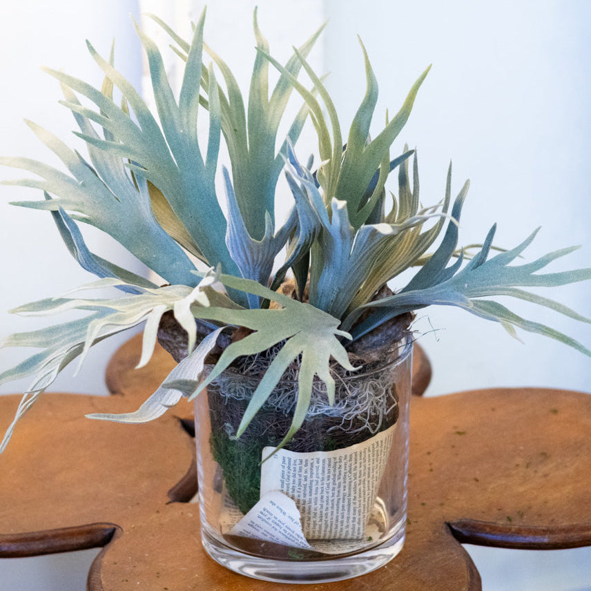 Staghorn Fern Plant Drop In