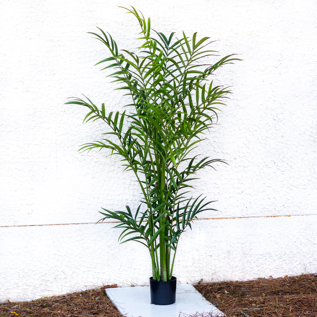 82.5" Kentia Palm Tree in Pot