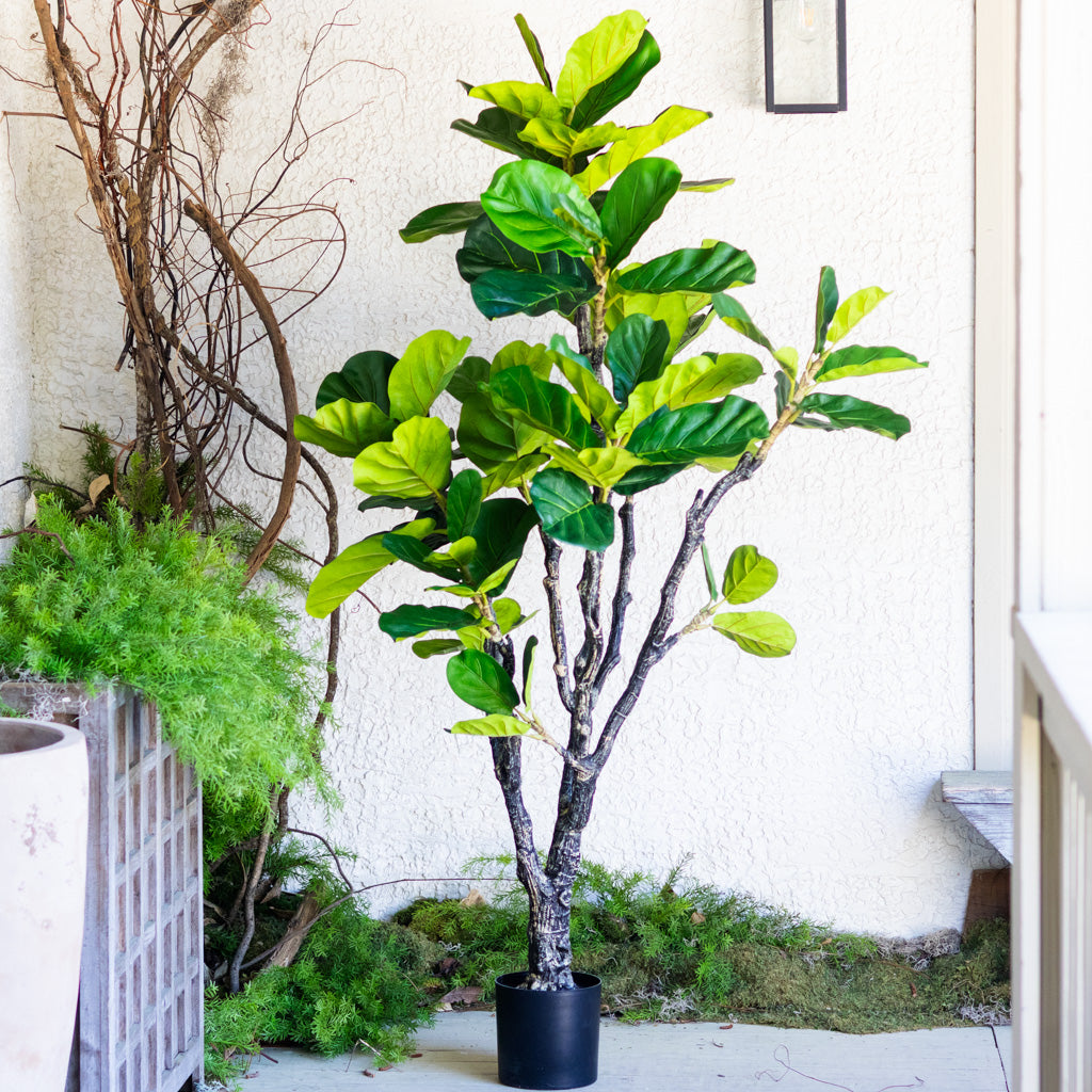 72" Fiddle Leaf Tree in Pot