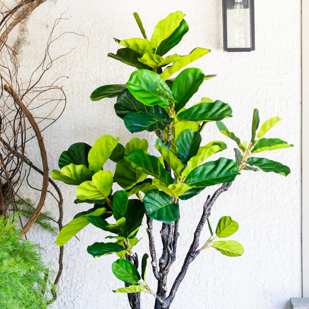 72" Fiddle Leaf Tree in Pot