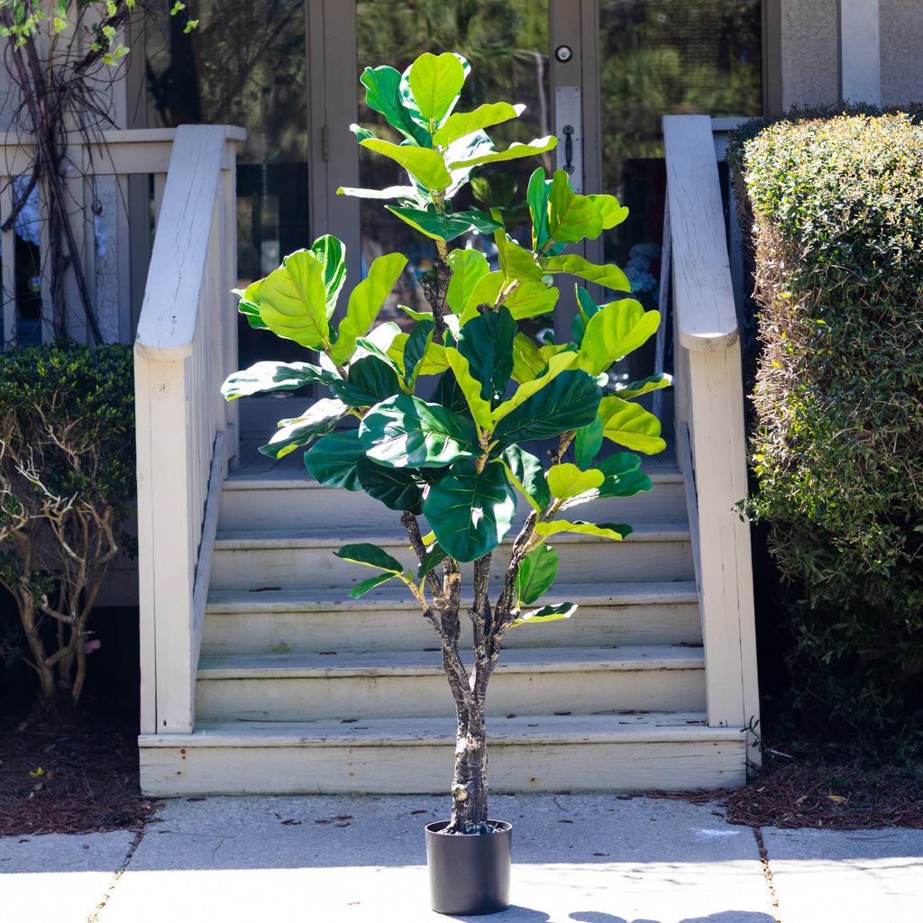 72" Fiddle Leaf Tree in Pot