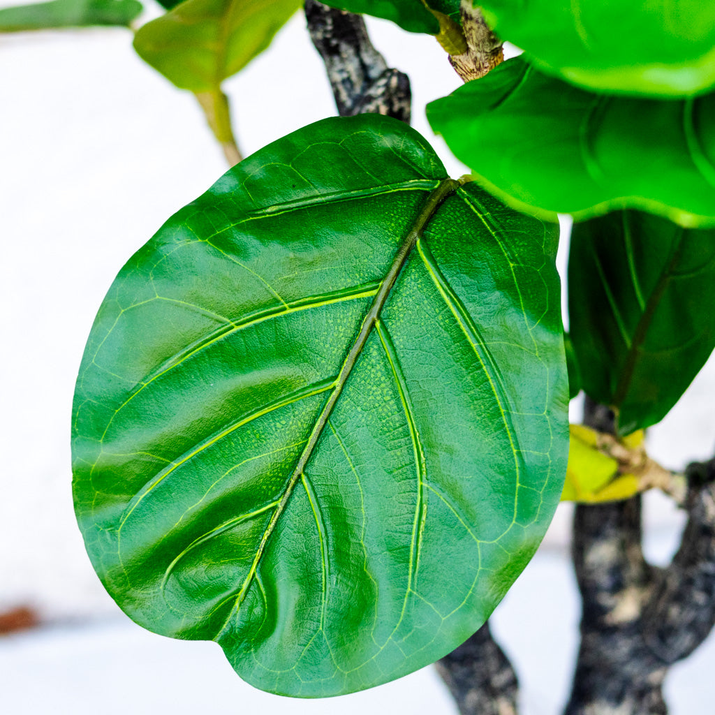 72" Fiddle Leaf Tree in Pot