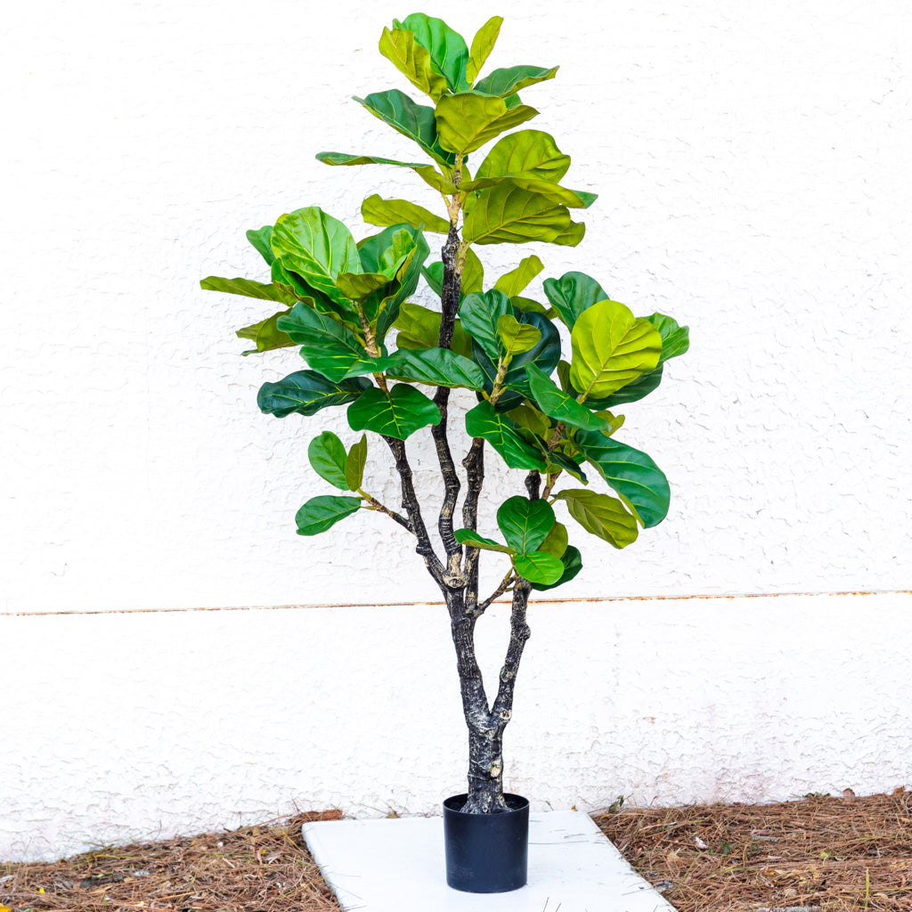 72" Fiddle Leaf Tree in Pot